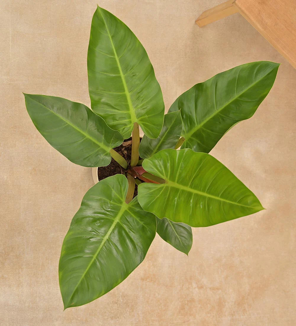 Philodendron Melinonii Golden - Large