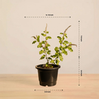 Plantkind Tulsi Plant | Ayurvedic Herbal Plant | 1 Live Plant