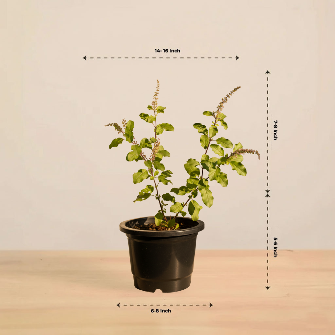 Plantkind Tulsi Plant | Ayurvedic Herbal Plant | 1 Live Plant