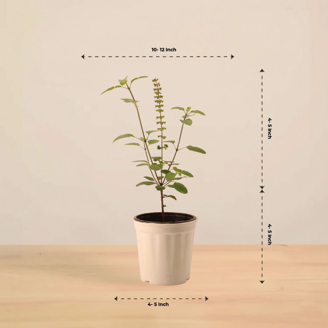 Plantkind Tulsi Plant | Ayurvedic Herbal Plant | 1 Live Plant