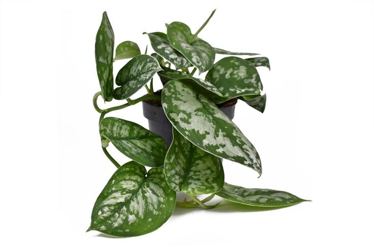 Money Plant  |Silver Pothos Live Plant |Indoor Plants