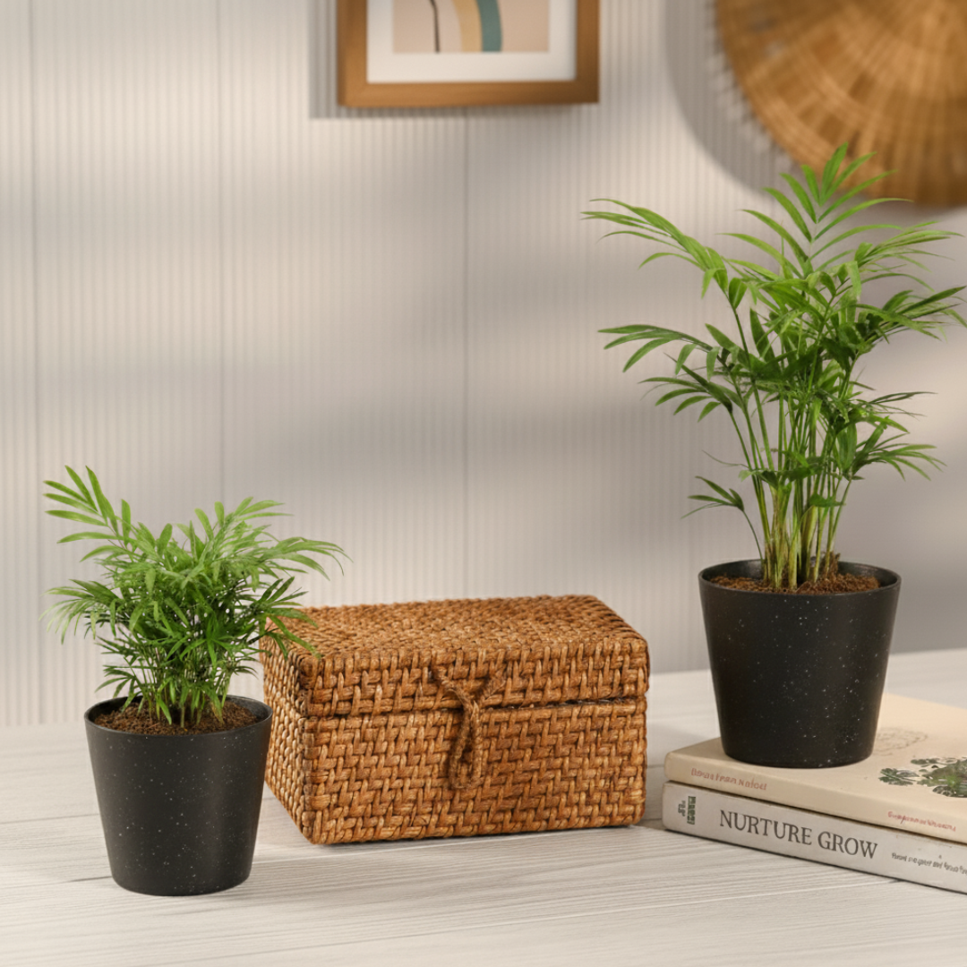 Twin Palm Paradise Combo | Elegant Palm Pair for Indoor Spaces | Combo of 2