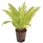 Golden Fern Plant | Indoor Plant | 1 Live Plant