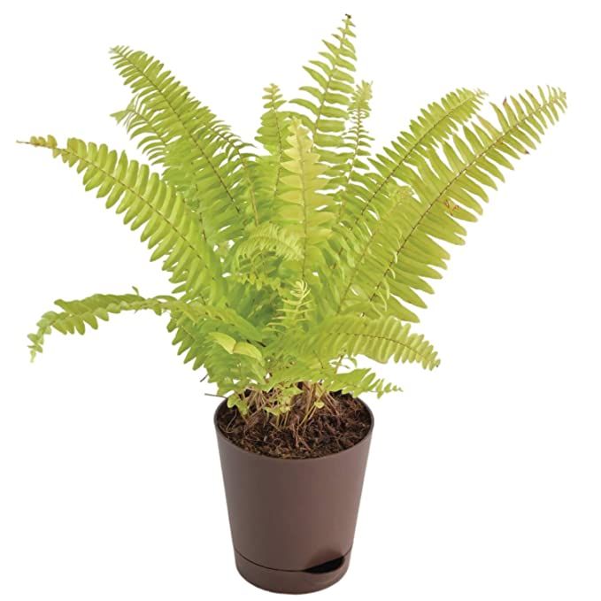 Golden Fern Plant | Indoor Plant | 1 Live Plant