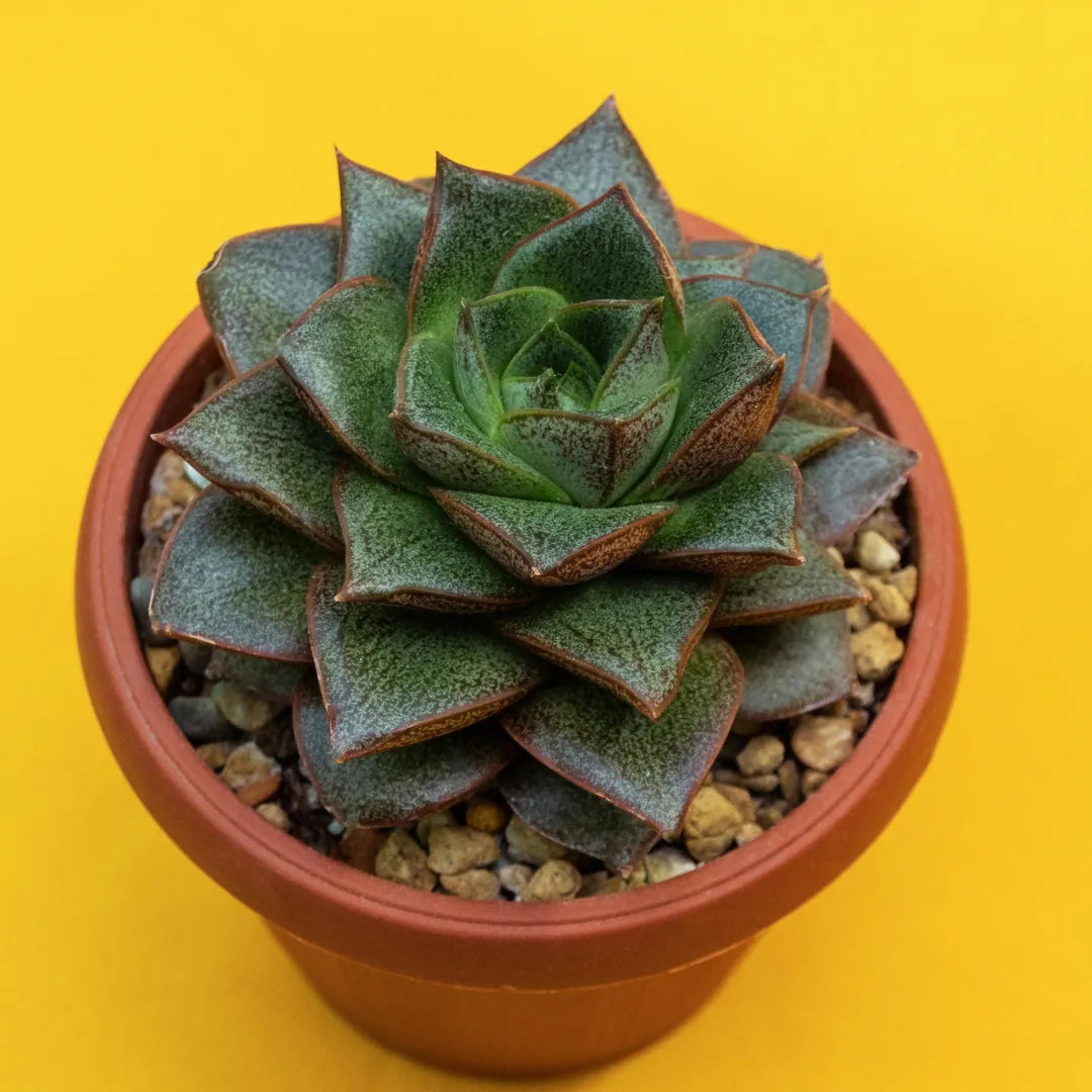 Echeveria Lotus Chinensis Plant | Succulent Plant | Indoor Plant