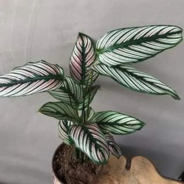 Calathea Maranta | Indoor Plant | Pack of 1