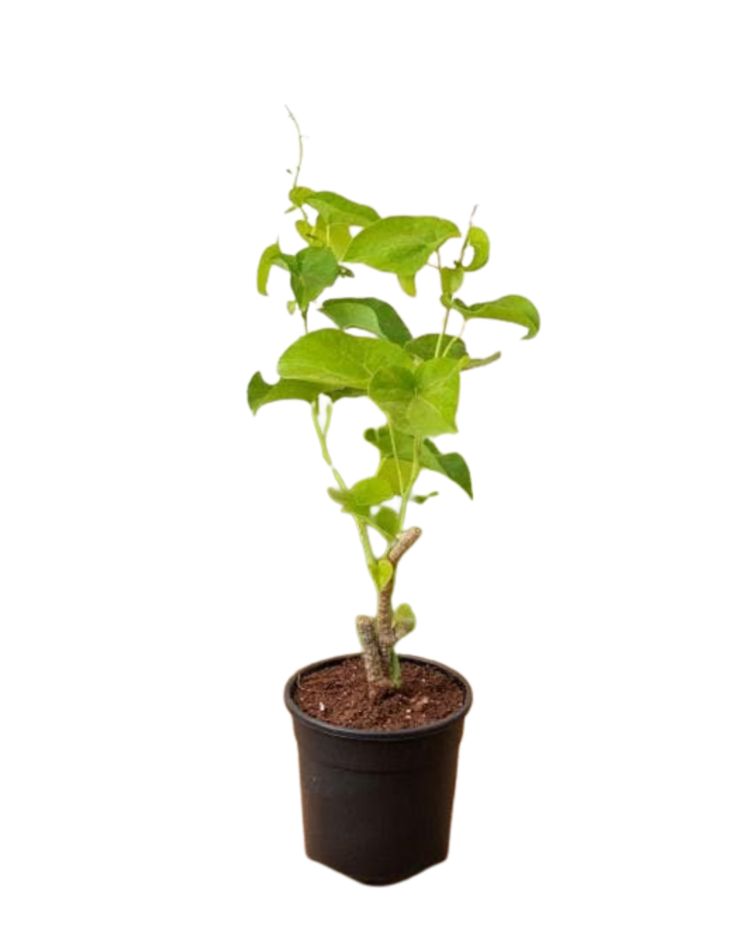 Gulvel Plant | Medicinal And Aromatic Plant |Immunity Booster |1 Live Plant