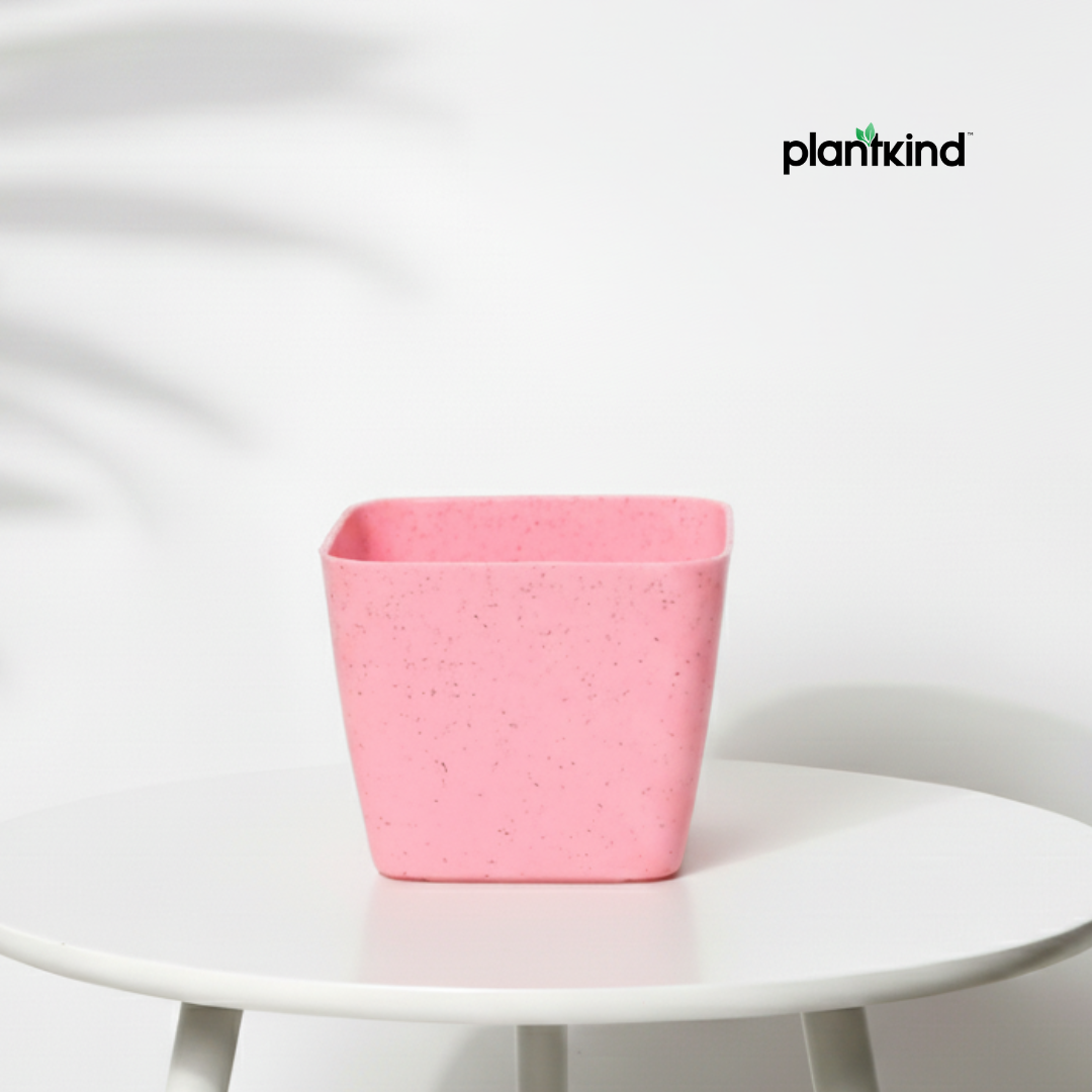 Plantkind Gardens Olive Plastic Pots 4 inch | Plastic Pots | Pack of 1