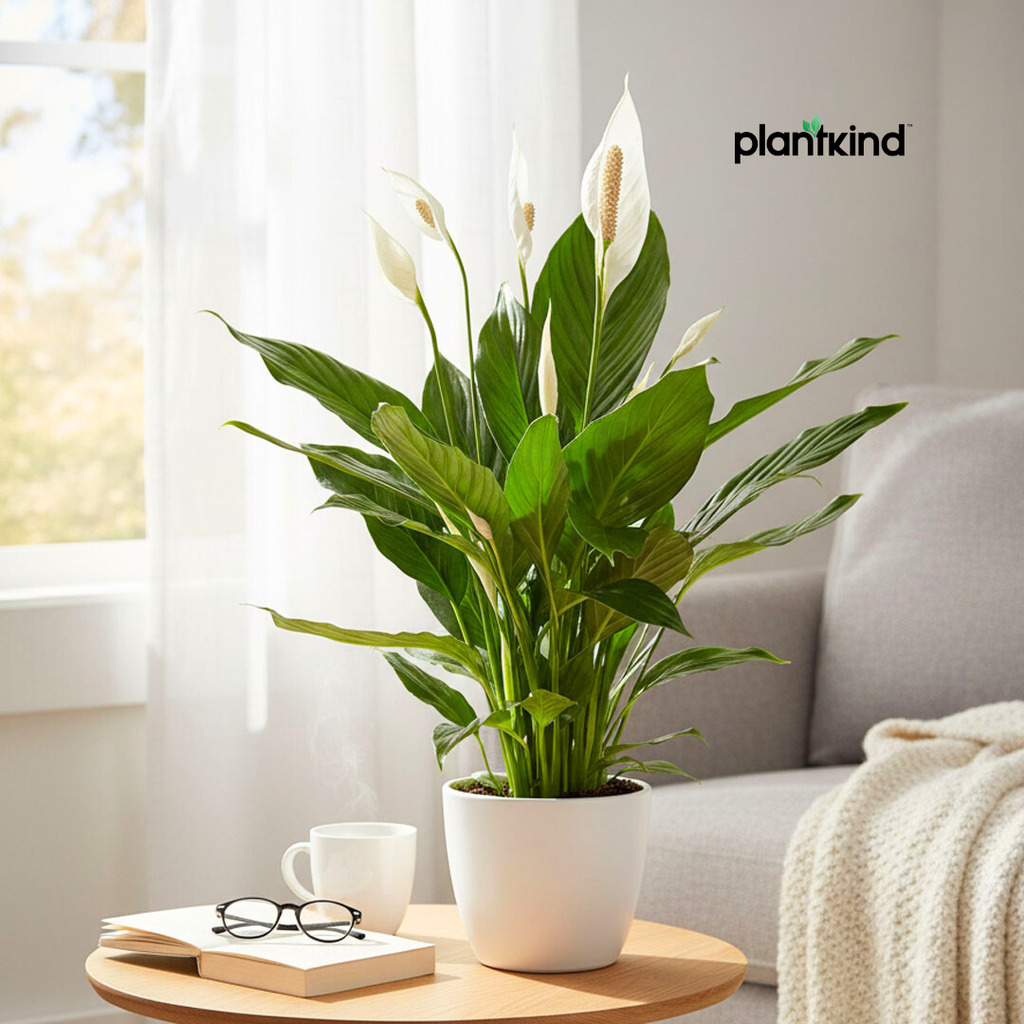 Peace Lily Plant | Indoor Plant | Air Purifier Plant |1 Live Plant with Grow Pot