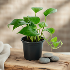 Money Plant Variegated | Lush Luck Money Plant |Indoor Plants|  1 Live Plant | Small