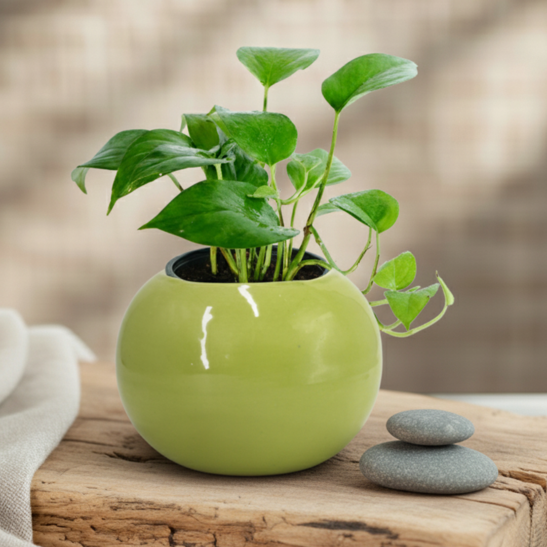 Money Plant Variegated | Lush Luck Money Plant |Indoor Plants|  1 Live Plant | Small