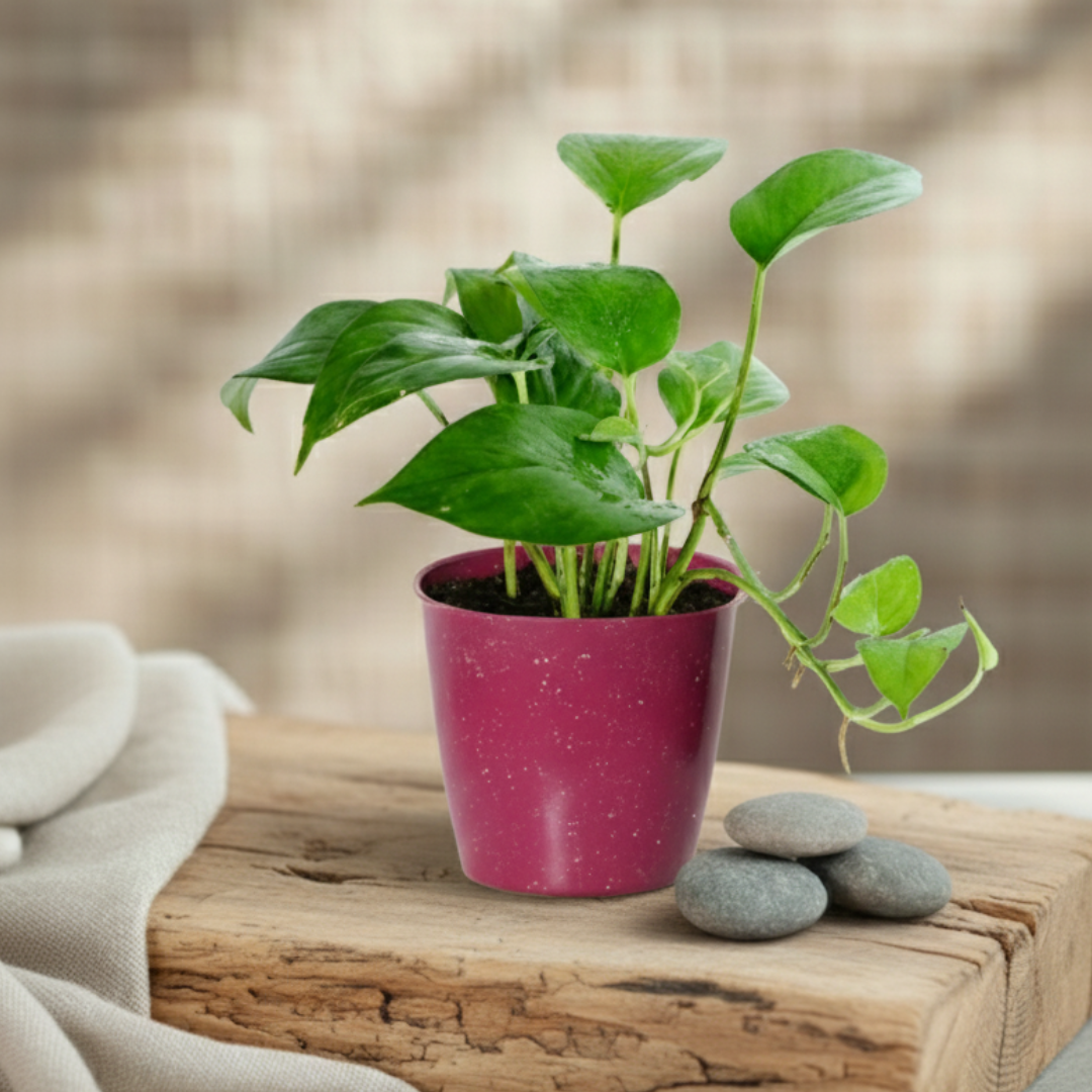 Money Plant Variegated | Lush Luck Money Plant |Indoor Plants|  1 Live Plant | Small