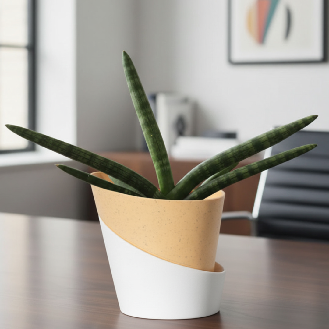 Sansevieria Cylindrica Boncel Plant | Indoor Plant |Air Purifying Plant |  1 Live Plant