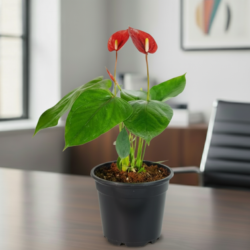 Anthurium Red Plant | Flowering Plant | Indoor Plant | Outdoor Plant | 1 Live Plant | Medium