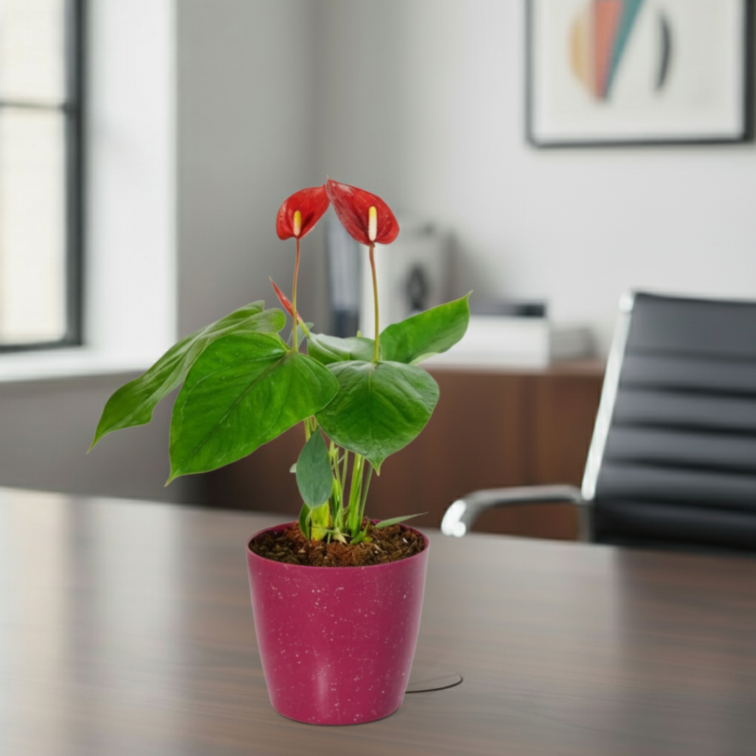 Anthurium Red Plant | Flowering Plant | Indoor Plant | Outdoor Plant | 1 Live Plant | Medium