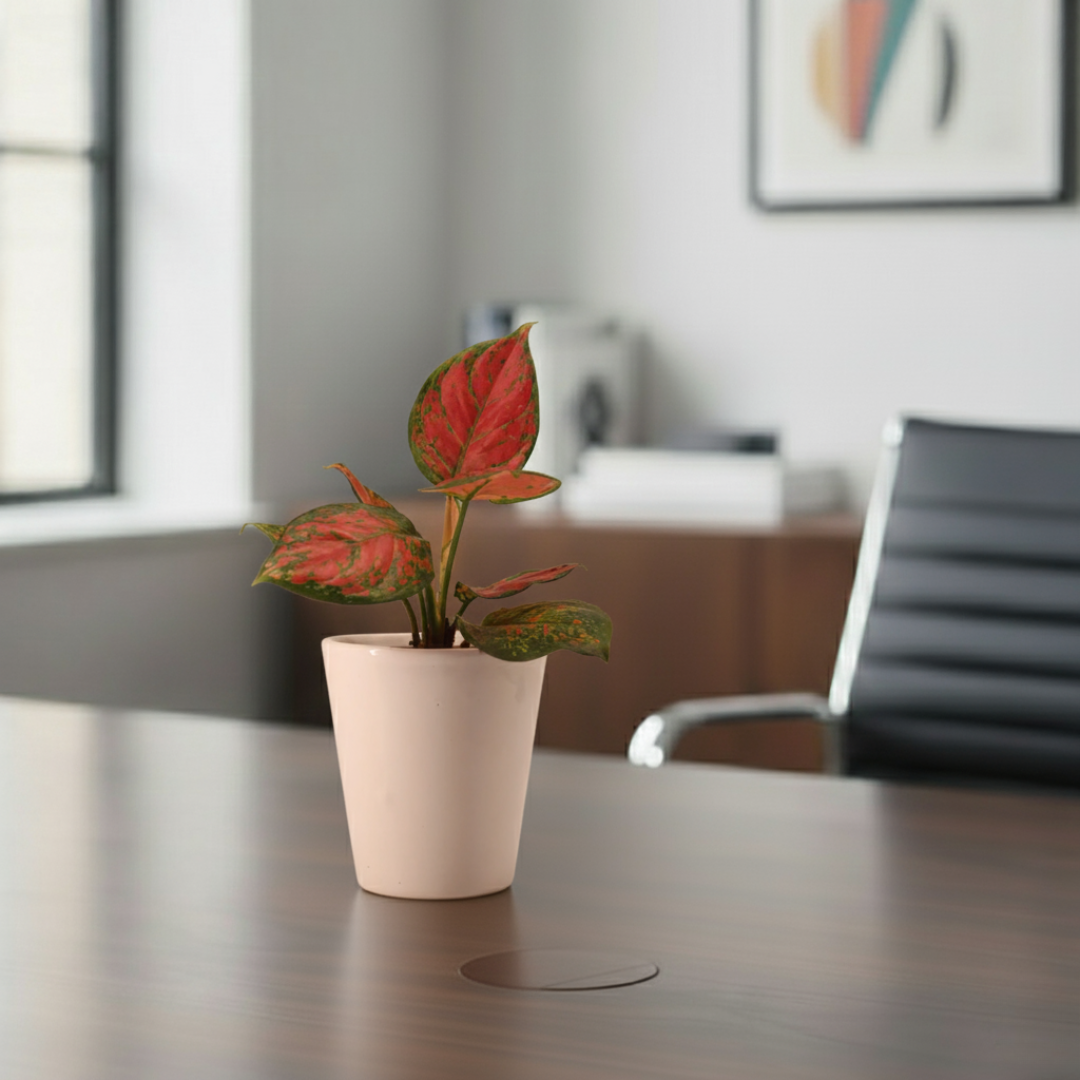 Aglaonema Pink Plant | Indoor Plant | Good Luck Plant | Pack of 1