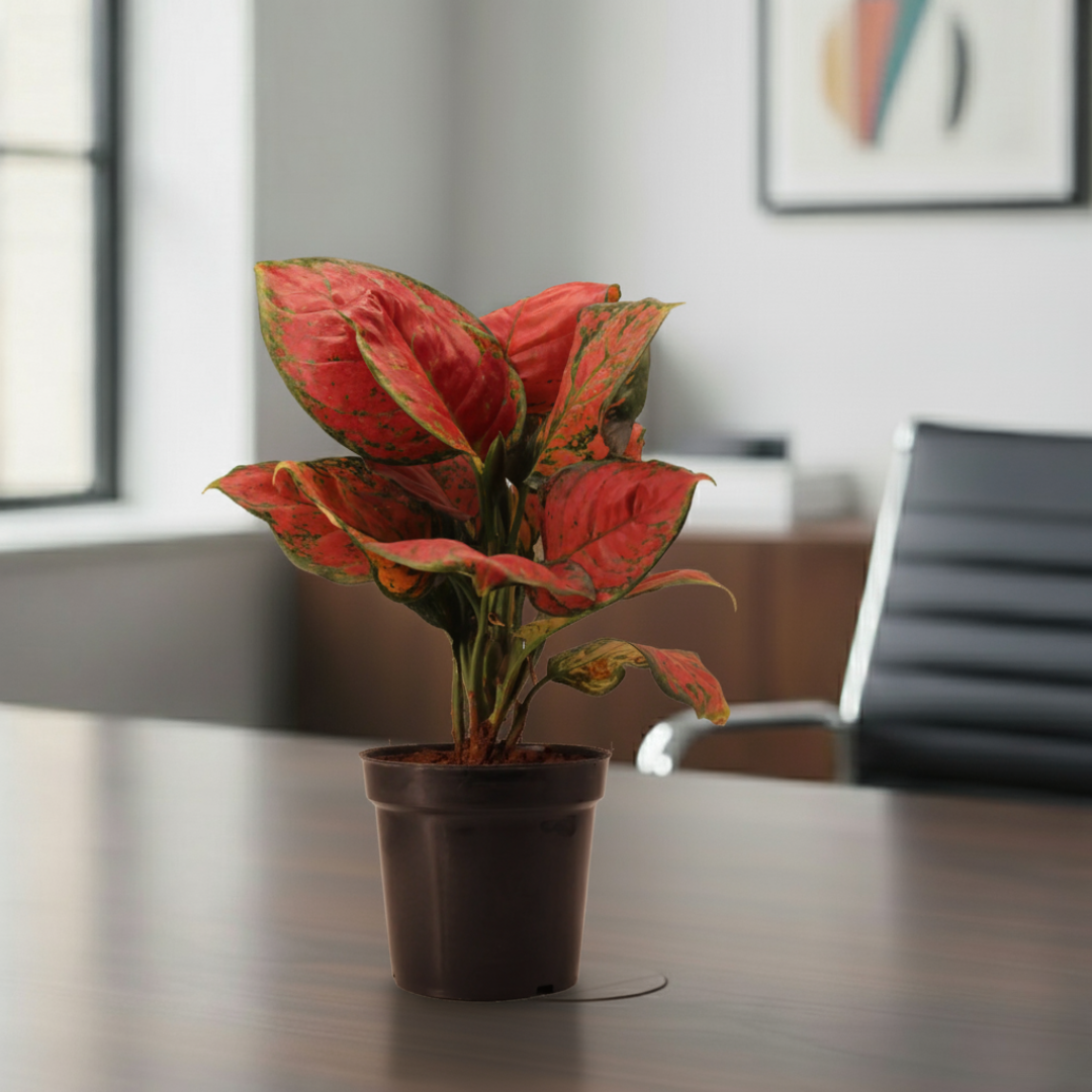 Aglaonema Pink Plant | Indoor Plant | Good Luck Plant | Pack of 1