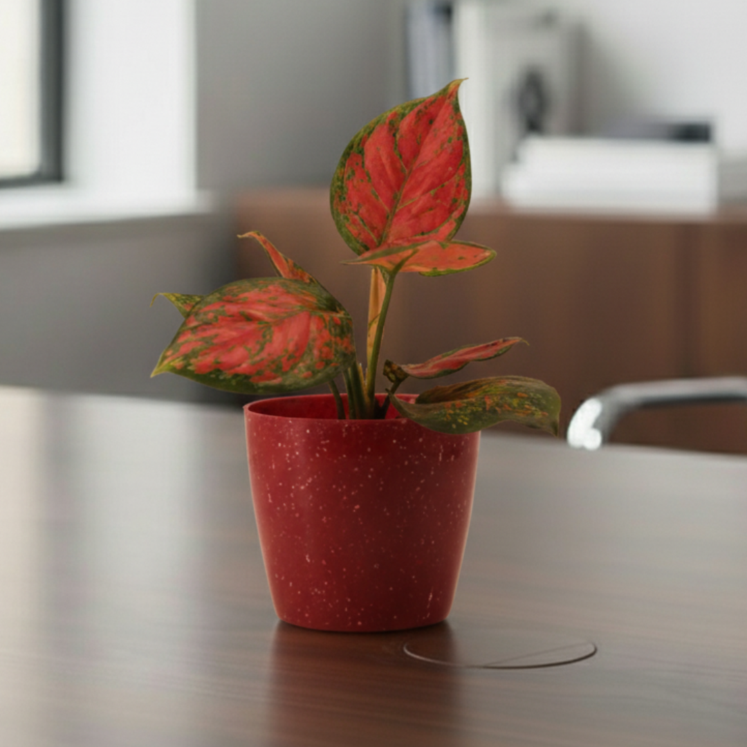 Aglaonema Pink Plant | Indoor Plant | Good Luck Plant | Pack of 1