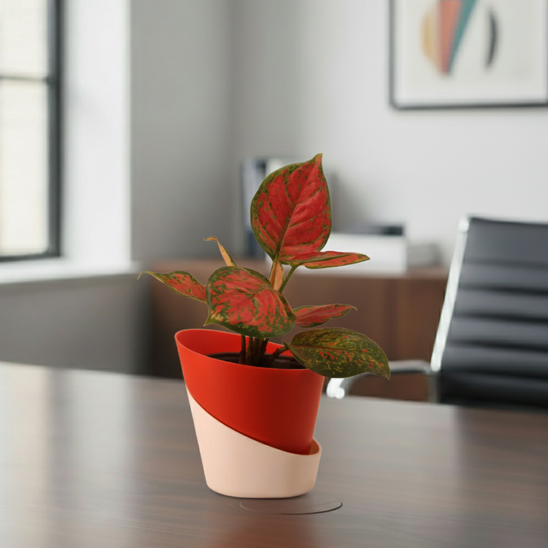 Aglaonema Pink Plant | Indoor Plant | Good Luck Plant | Pack of 1