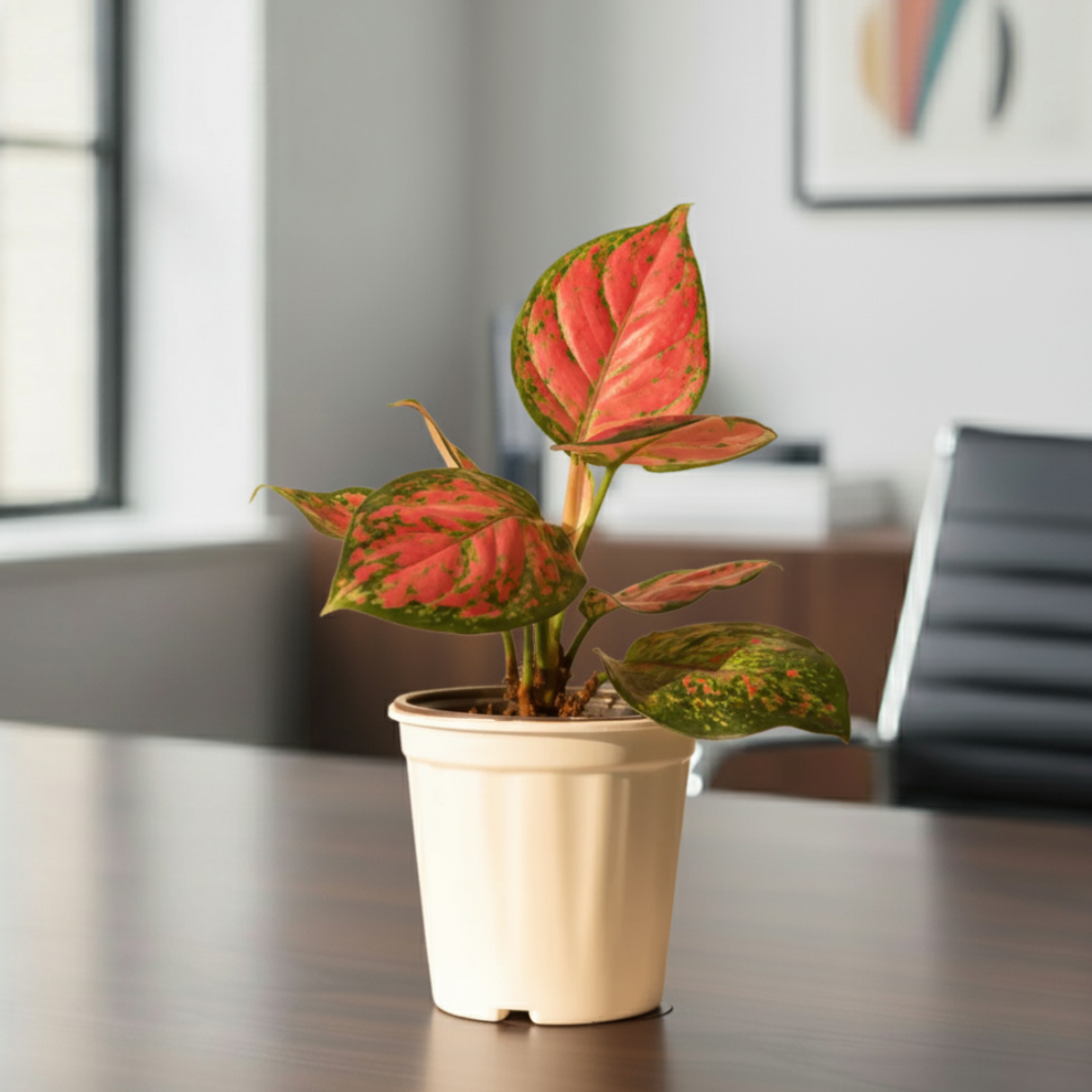 Aglaonema Pink Plant | Indoor Plant | Good Luck Plant | Pack of 1