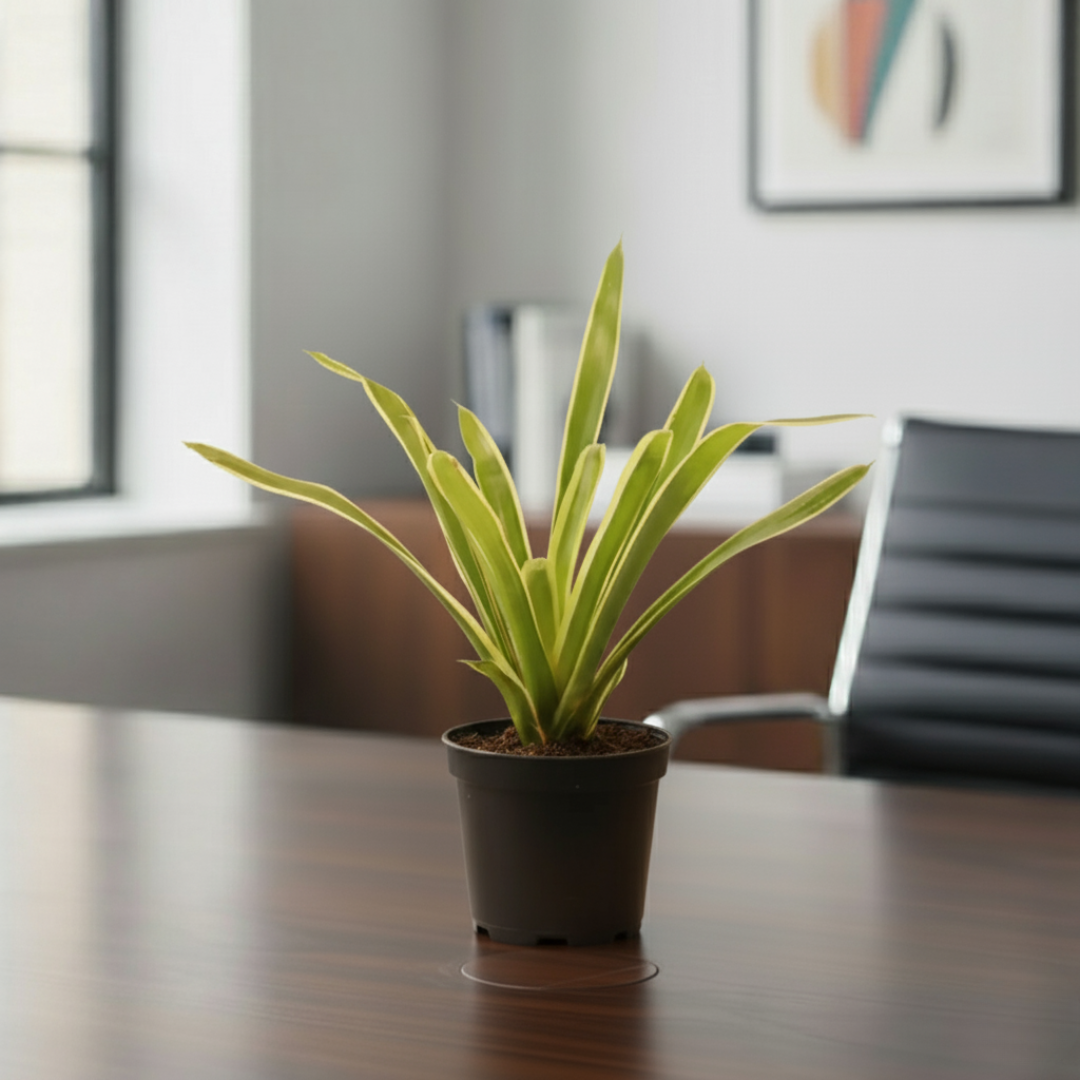 Chlorophytum Spider Plant |Low Maintenance Plant | Indoor Plant | 1 Live Plant | Medium