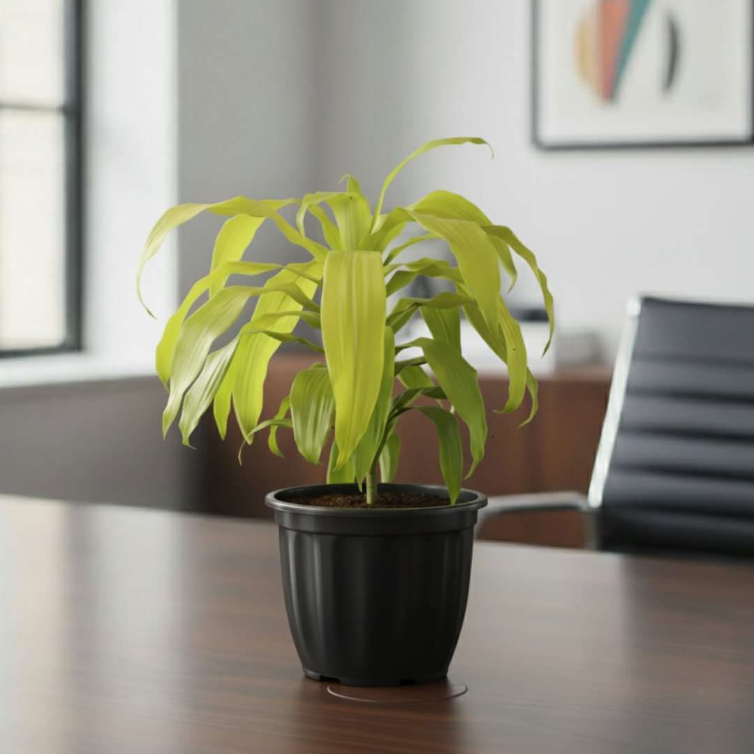 Dracena Lime Light Plant| Air Purifying Plants | Low Maintenance Plant | 1 Live Plant | Large