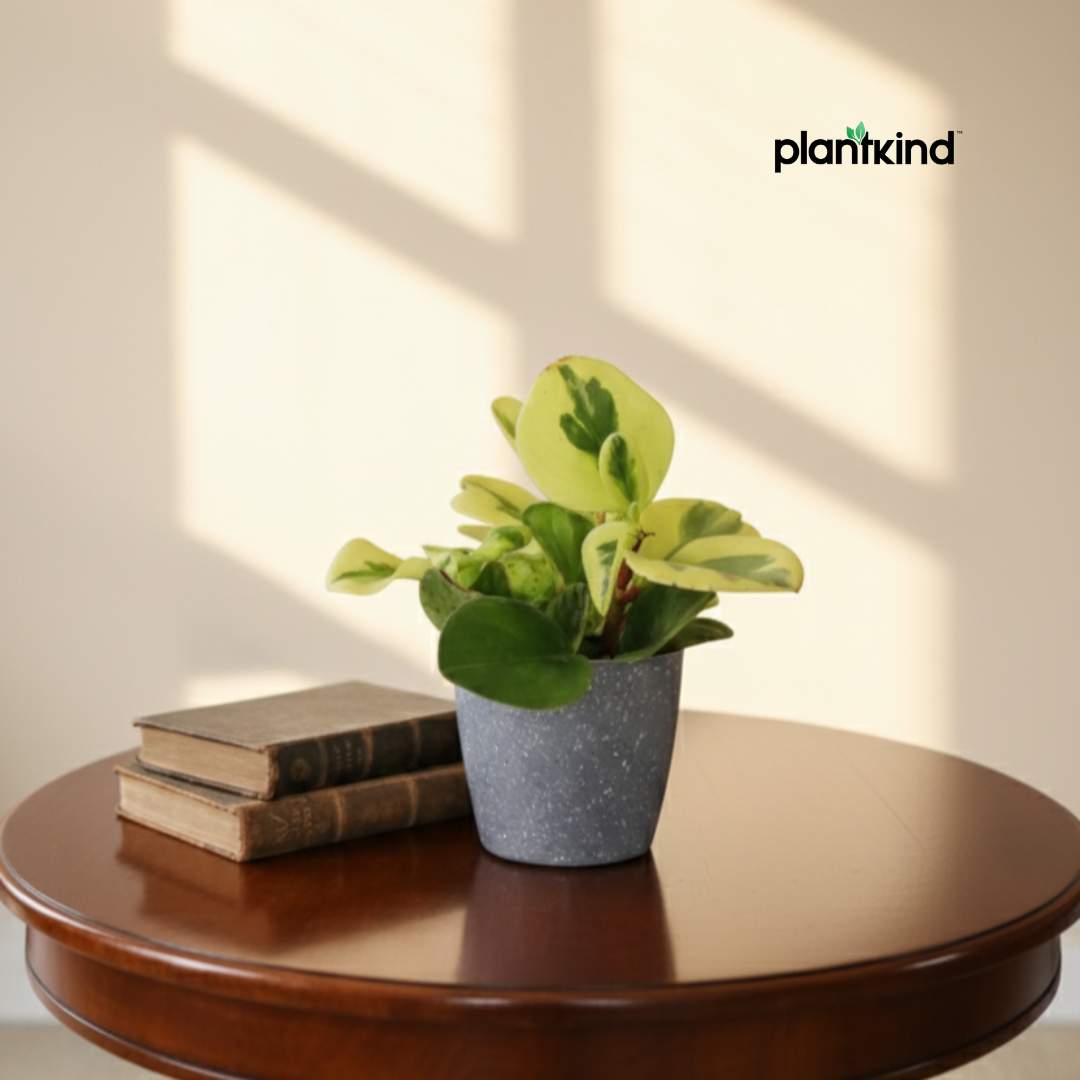 Peperomia Obtusifolia Variegated Plant | Air Purifying Plant| Indoor Plant | 1 Live Plant | Small