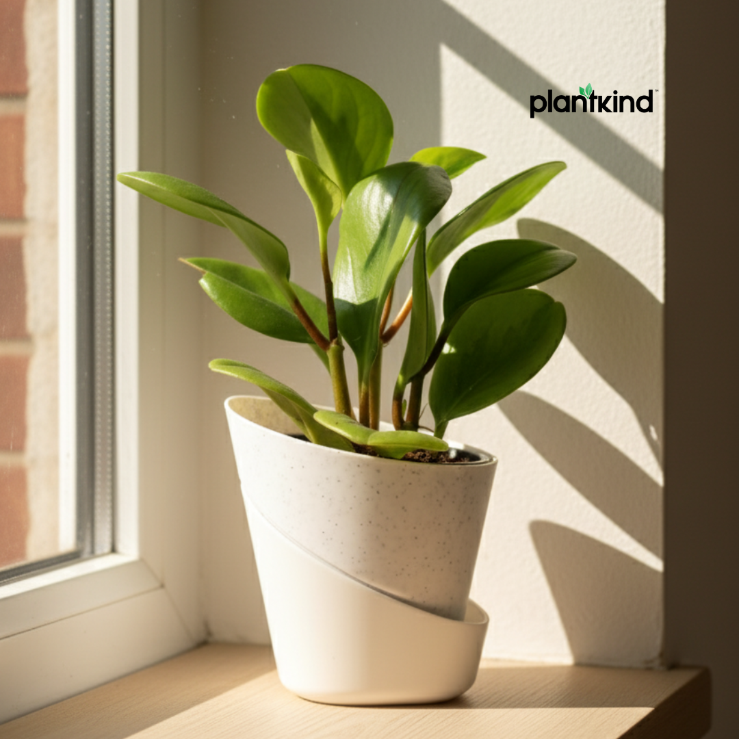 Peperomia Green | Air purifying Plant | Indoor plant | 1 Live Plant | Small