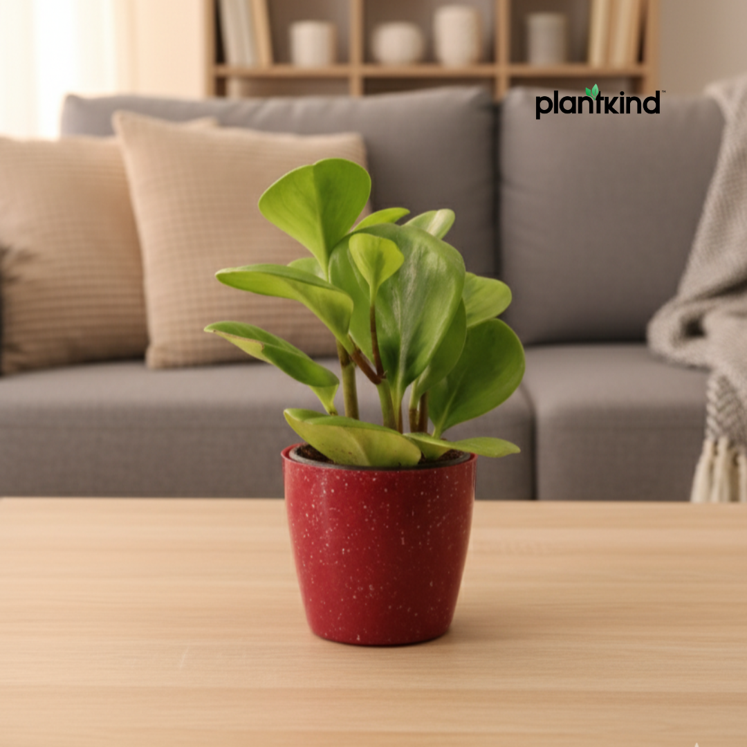 Peperomia Green | Air purifying Plant | Indoor plant | 1 Live Plant | Small
