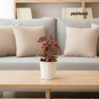 Polka Dot Plant( Red) | Foliage Plant | Outdoor Plant | Indoor Plant| 1 Live Plant | Small