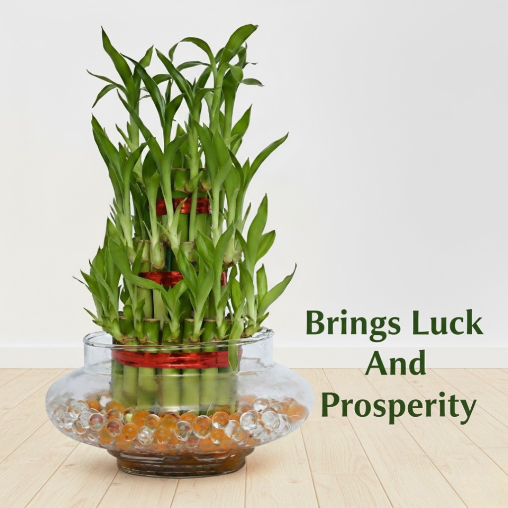 Lucky Bamboo Plant | 3 Layer – Bring Prosperity & Positive Vibes Home|Pack of 1 with Grow Pot