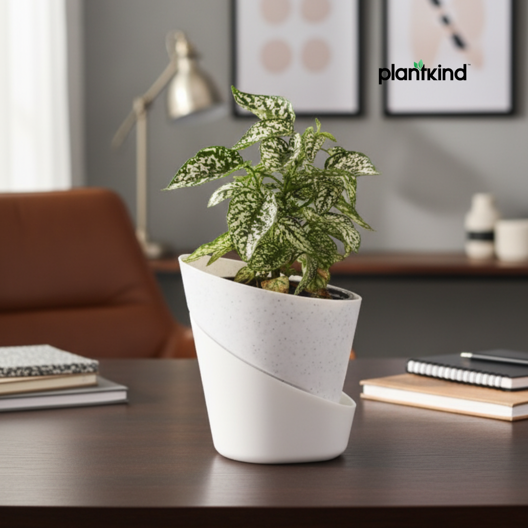 Polka Dot Plant (Green)| Foliage Plant | 1 Live Plant | Small