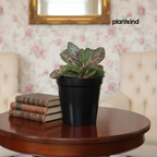 Kalanchoe Succulent Plant | Indoor Plant | Succulent Plant | 1 Live Plant