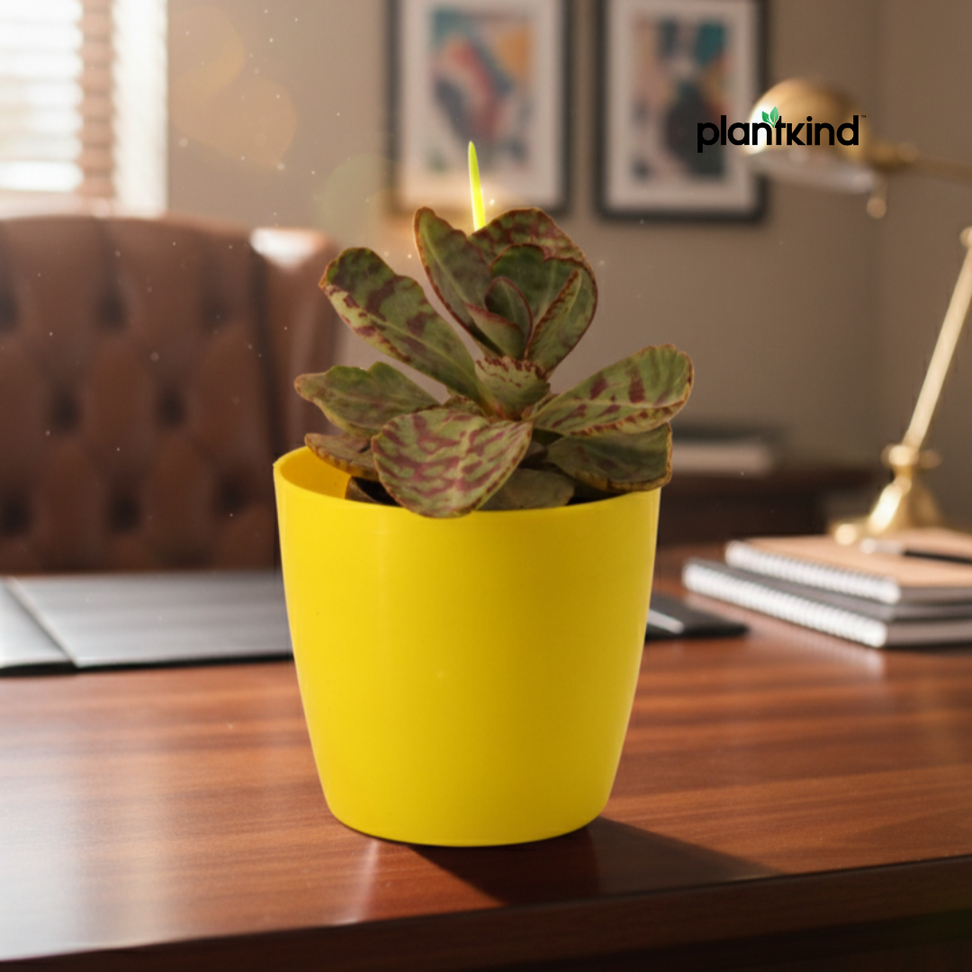 Kalanchoe Succulent Plant | Indoor Plant | Succulent Plant | 1 Live Plant