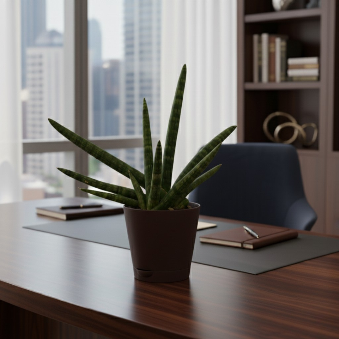 Sansevieria Cylindrica Boncel Plant | Indoor Plant |Air Purifying Plant |  1 Live Plant