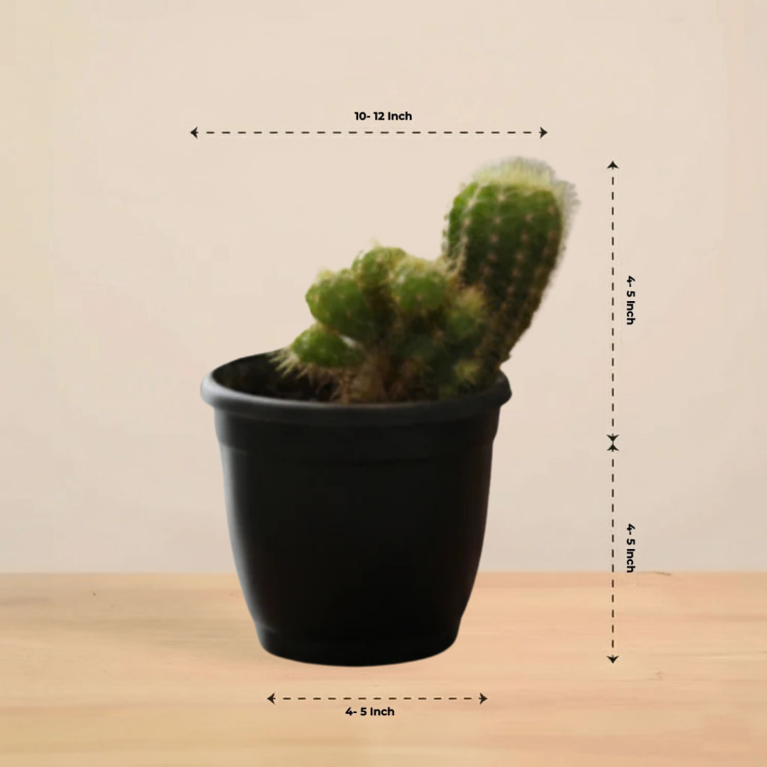 Echinopsis Calochlora | Succulent Plant | Indoor Plant | 1 Live Plant