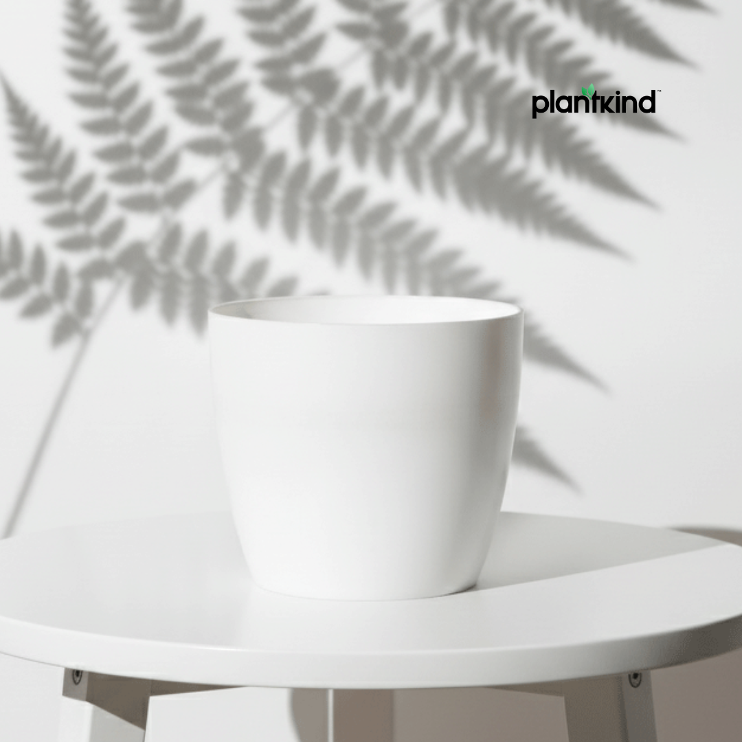 Plantkind Divinity Cera 4 Inch Pot | Plastic Pot | Pack Of 1