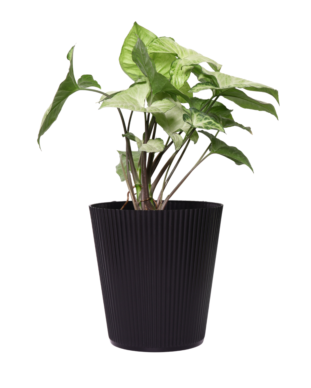 Plantkind Strip Plastic Pot 7 Inch | Gardening Pots | Pack of 1