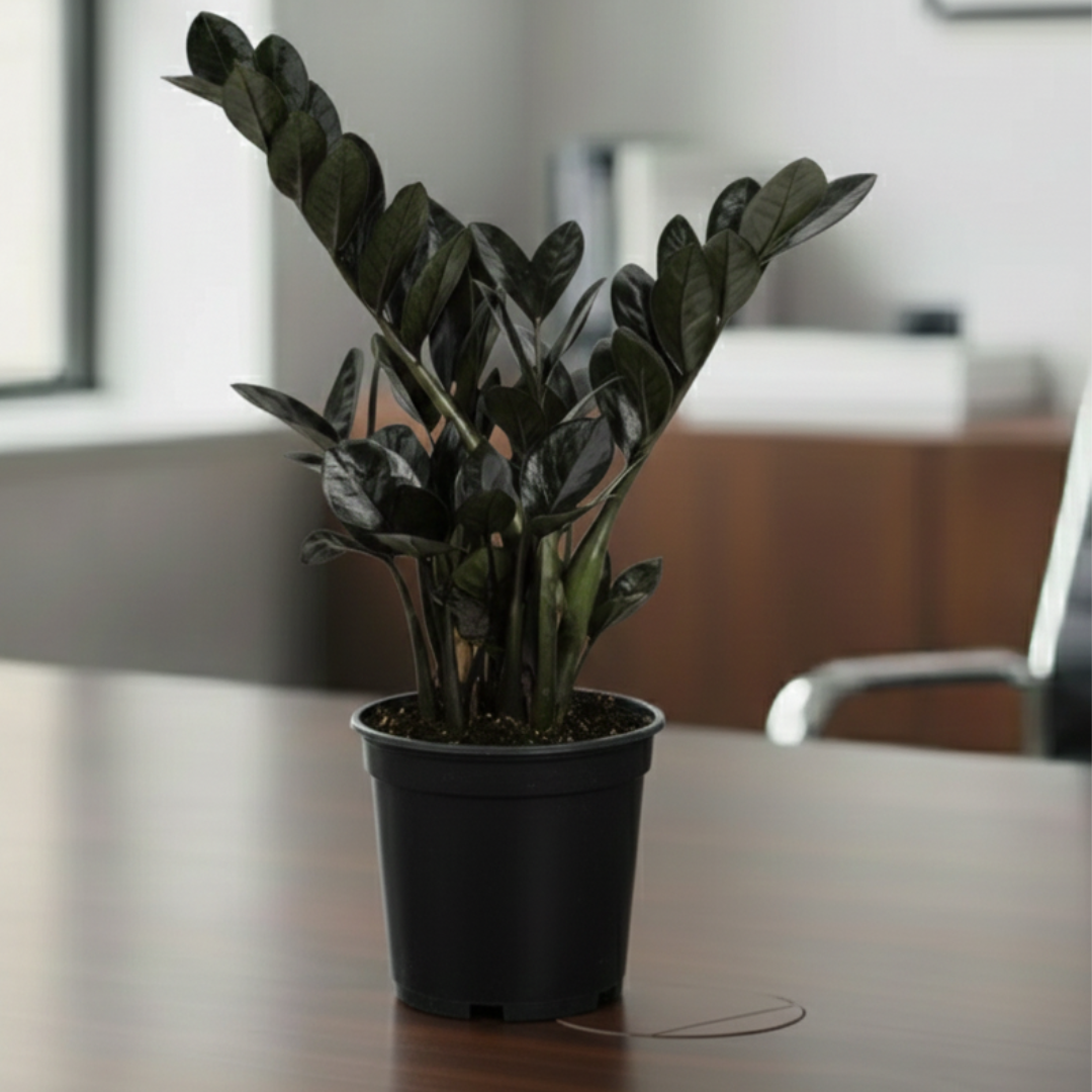 ZZ Black Plant | Zamioculcas zamiifolia ‘Raven’ | Raven ZZ Plant| Indoor Plant | Pack Of 1
