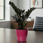 ZZ Black Plant | Zamioculcas zamiifolia ‘Raven’ | Raven ZZ Plant| Indoor Plant | Pack Of 1