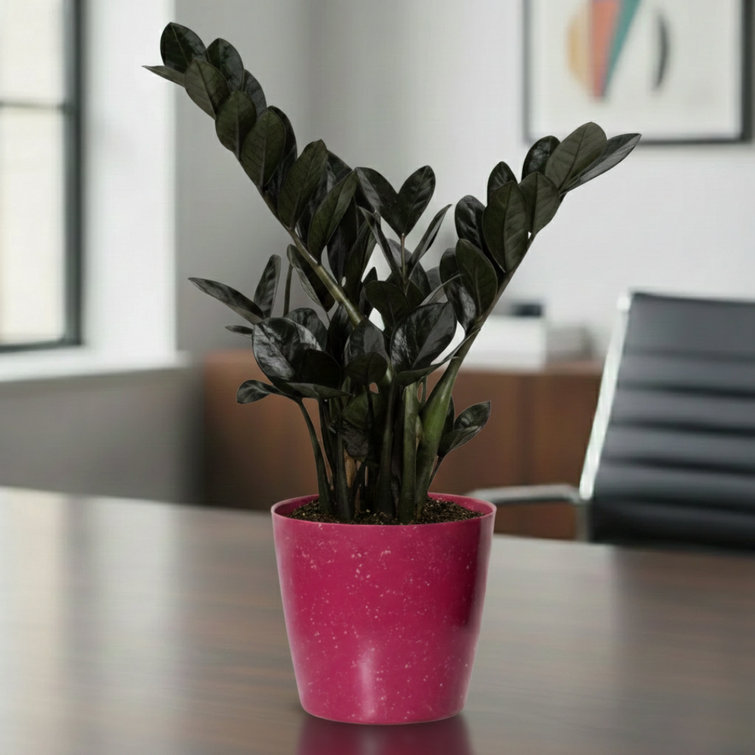 ZZ Black Plant | Zamioculcas zamiifolia ‘Raven’ | Raven ZZ Plant| Indoor Plant | Pack Of 1