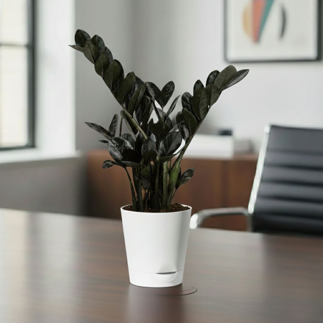 ZZ Black Plant | Zamioculcas zamiifolia ‘Raven’ | Raven ZZ Plant| Indoor Plant | Pack Of 1