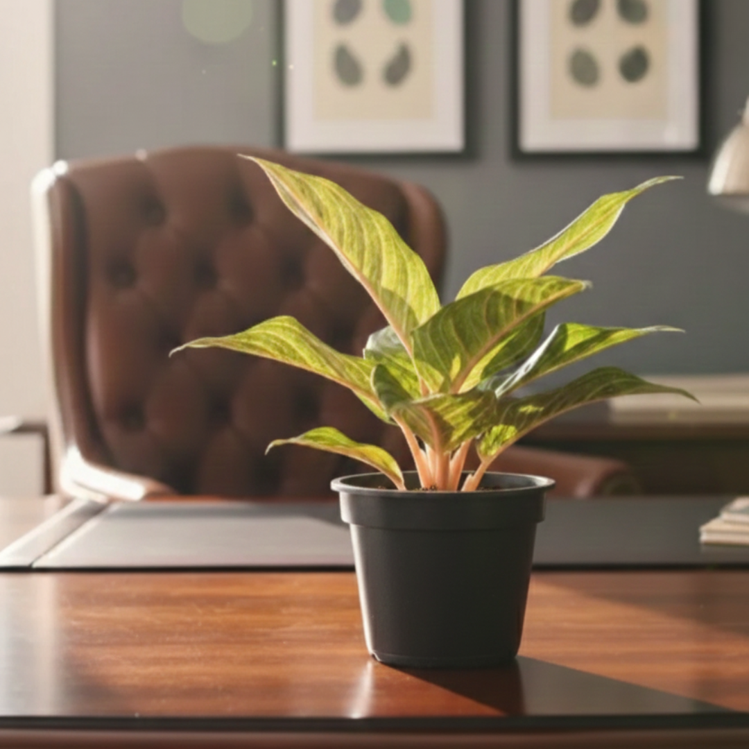 Aglaonema Plant |Indoor Plant | 1 Live Plant | Medium