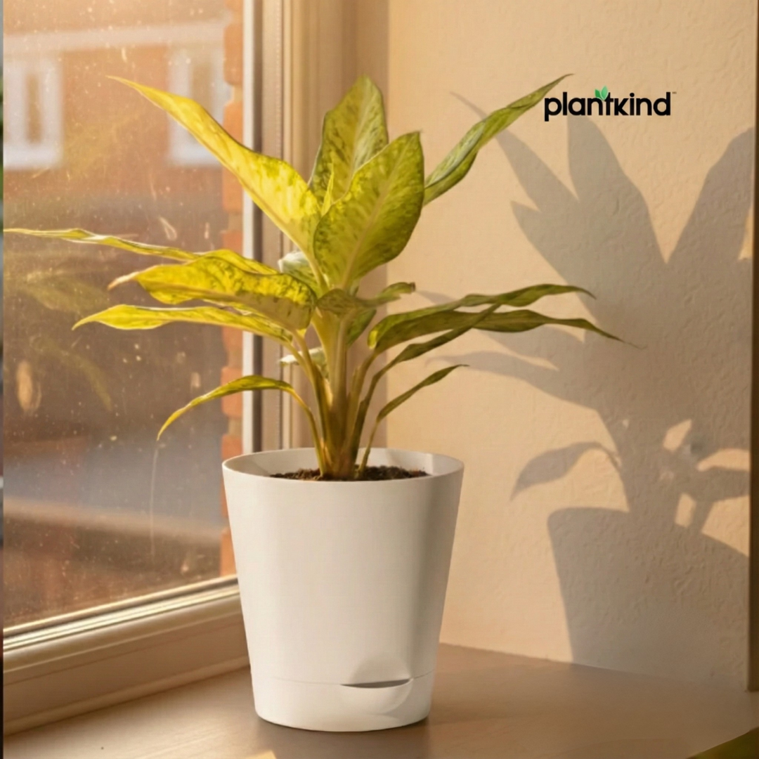 Aglaonema Plant |Indoor Plant | 1 Live Plant | Medium