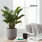 PLANTKIND Stick Fertiliser 30 Unit | Fertilizer | Pack of 1