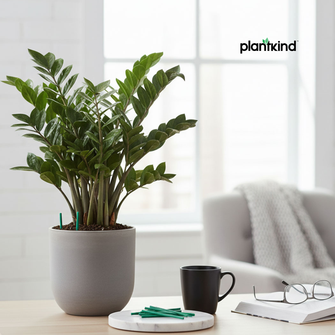 PLANTKIND Stick Fertiliser 30 Unit | Fertilizer | Pack of 1