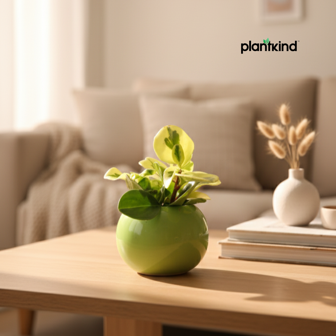 Peperomia Obtusifolia Variegated Plant | Air Purifying Plant| Indoor Plant | 1 Live Plant | Small