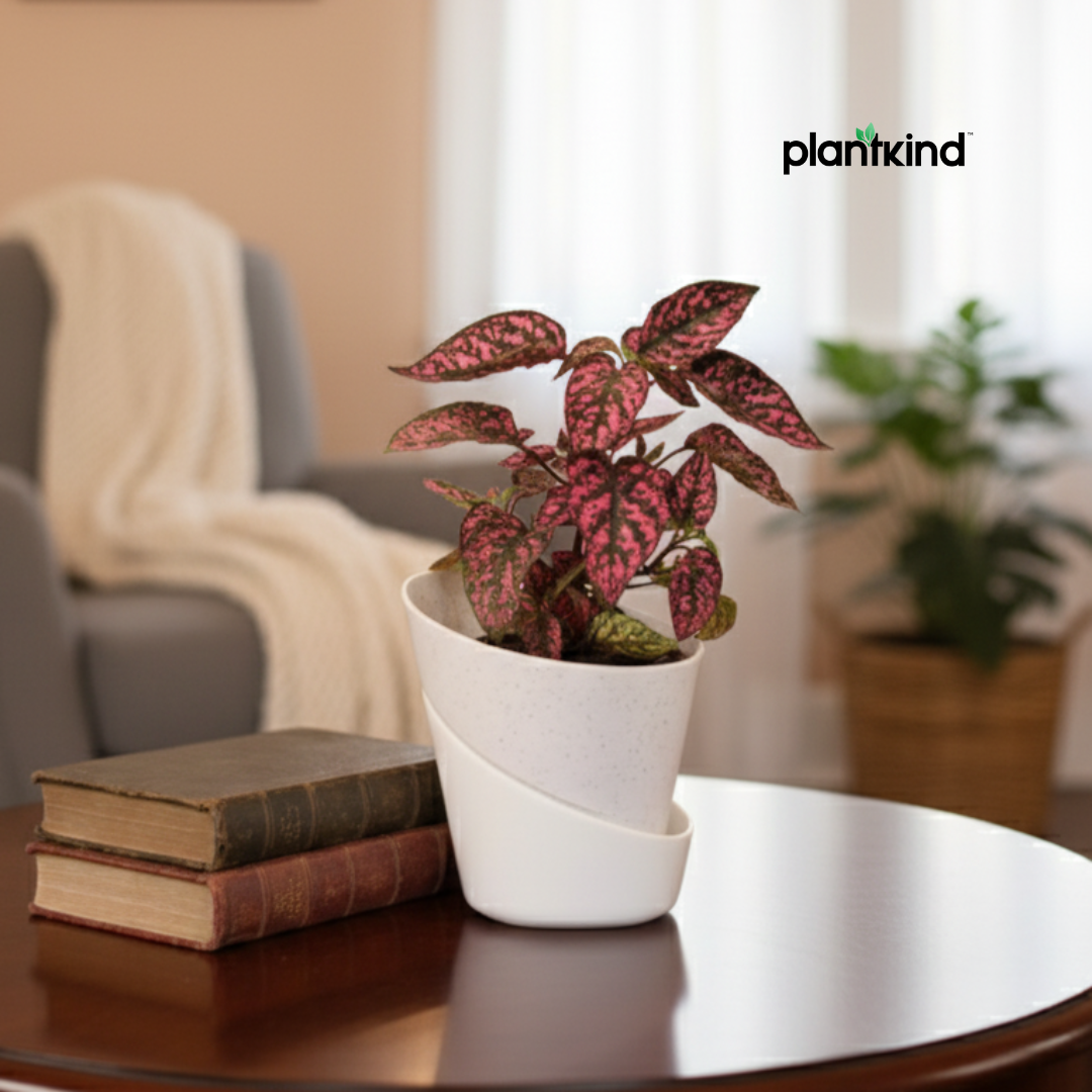 Polka Dot Plant( Red) | Foliage Plant | Outdoor Plant | Indoor Plant| 1 Live Plant | Small