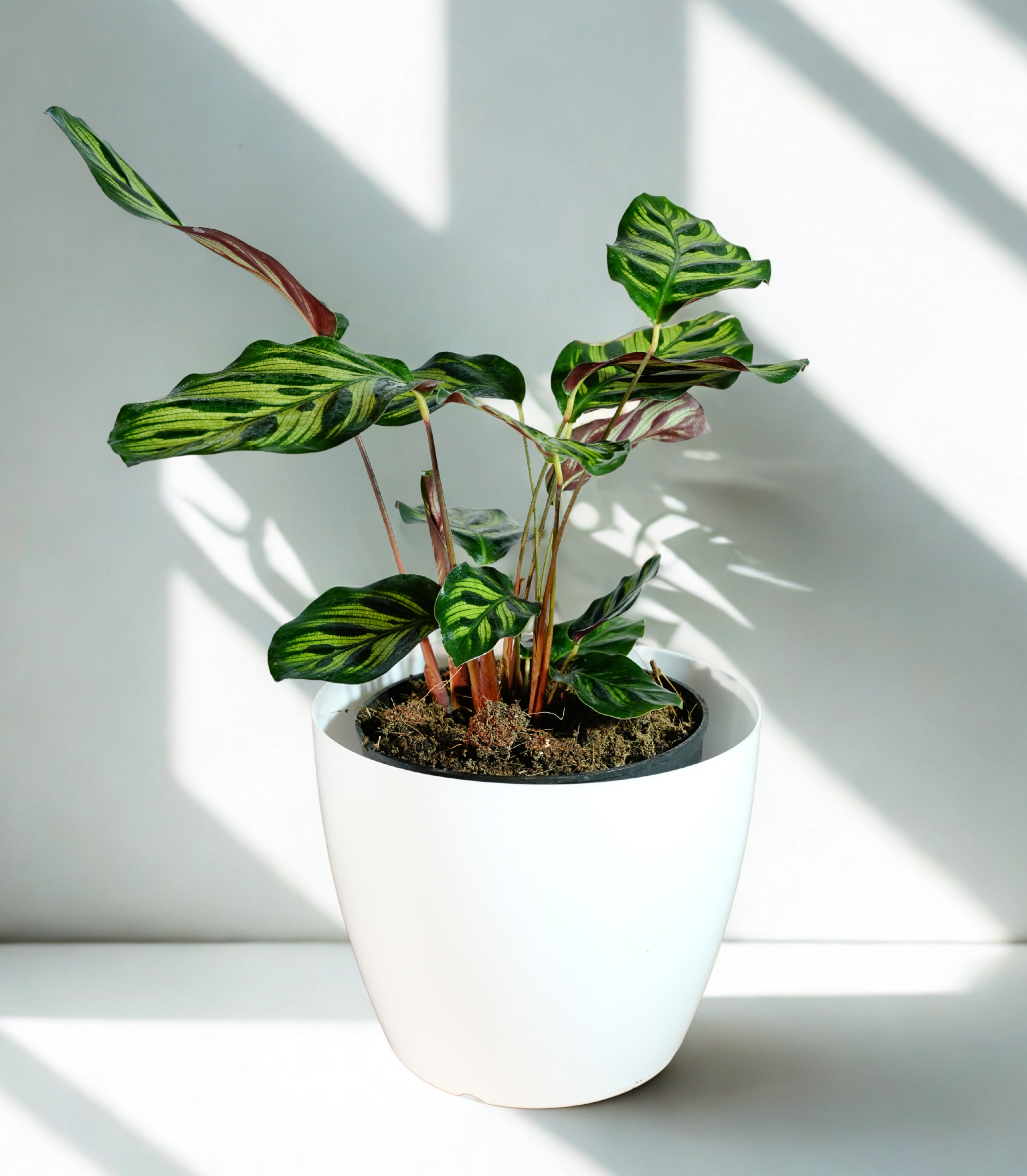 Calathea Maranta | Indoor Plant | Pack of 1