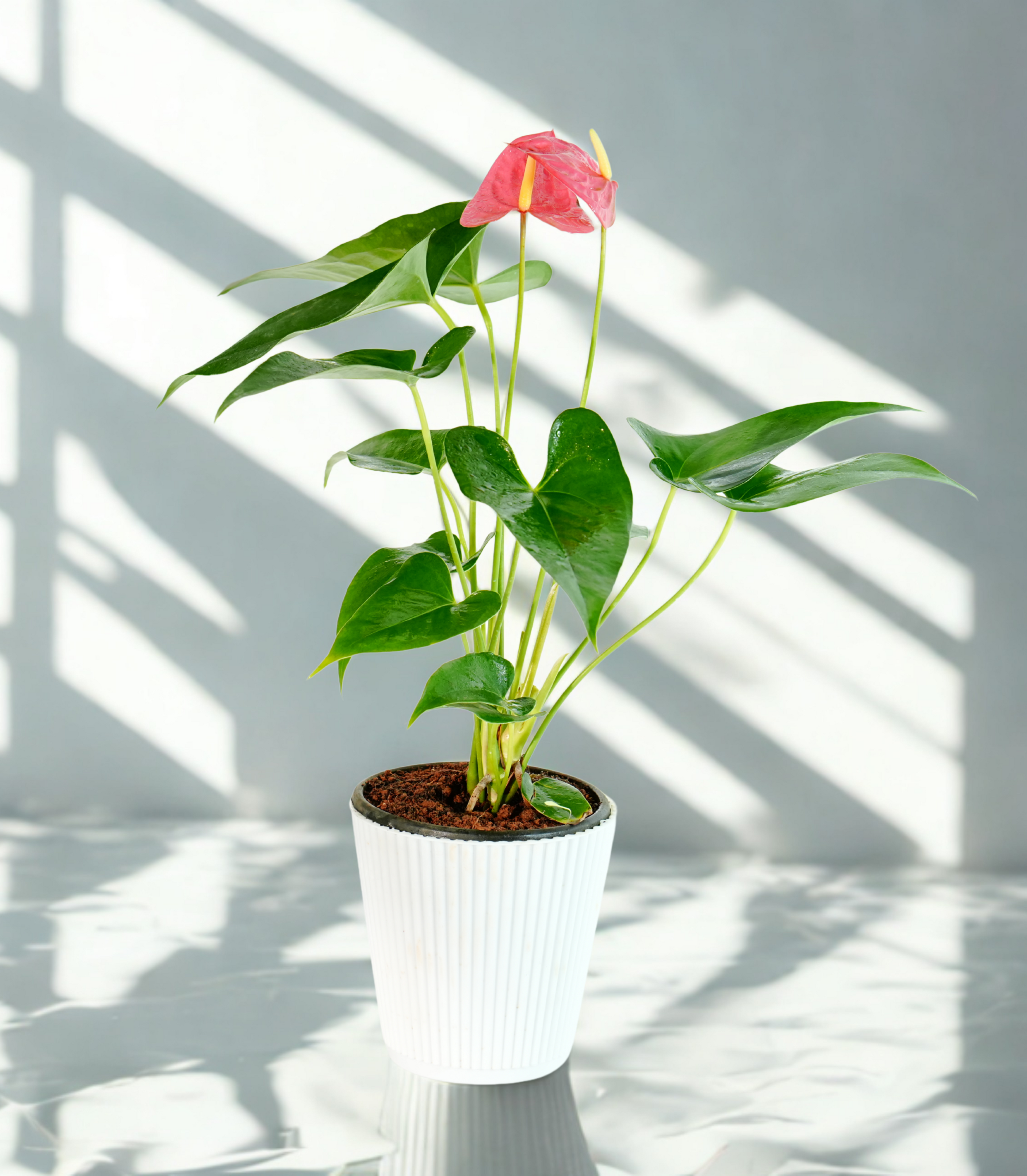 Anthurium Pink Plant | Flowering Plant | Indoor Plant | Outdoor Plant | Pack Of 1